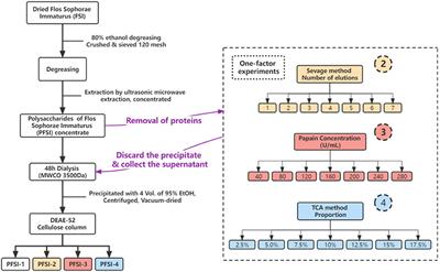 The prebiotic properties of polysaccharides obtained by differentiated deproteinization methods from Flos Sophorae Immaturus on Lactobacillus fermentum